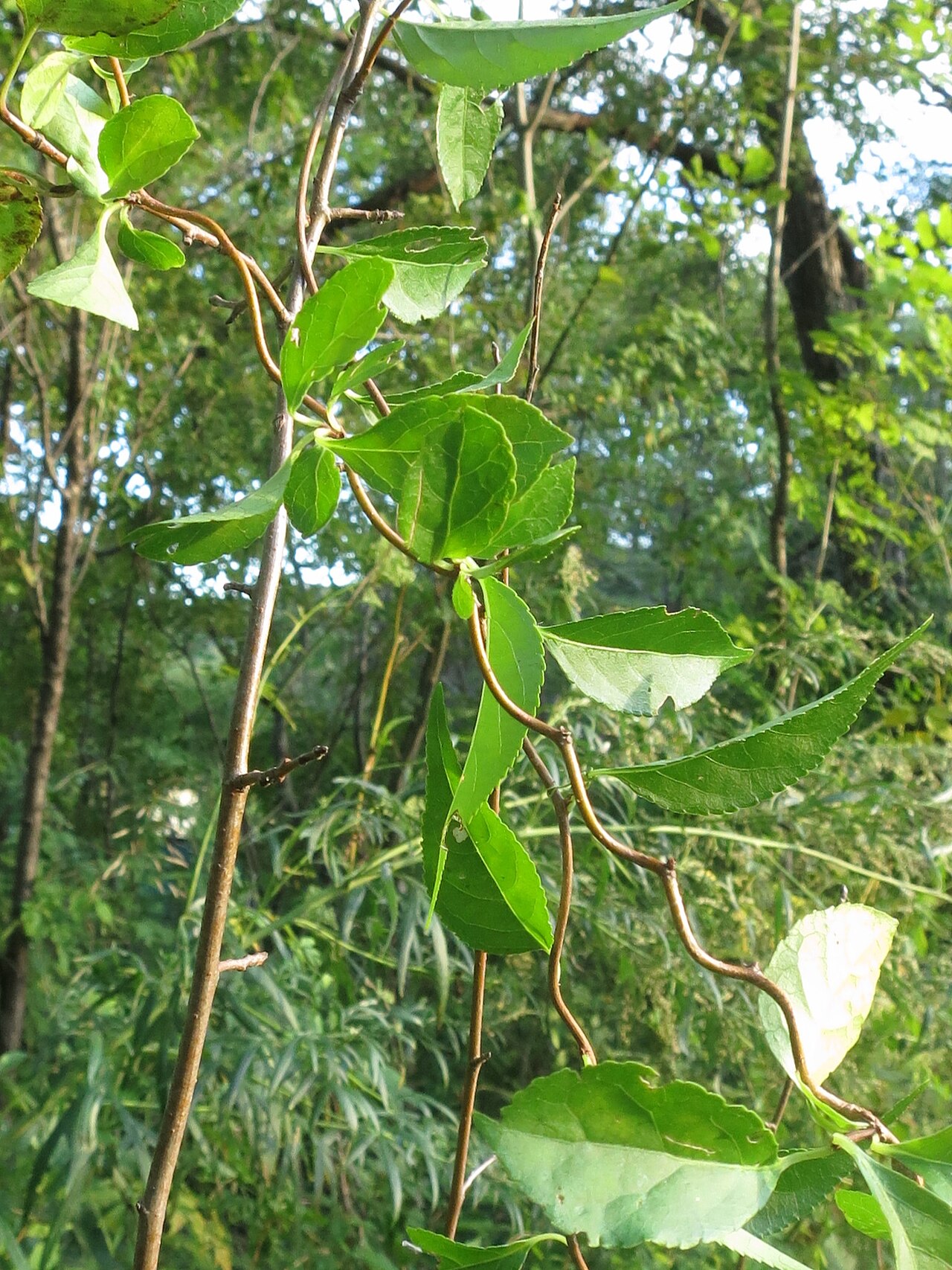 Celastrus flagellaris: Celastrus flagellaris