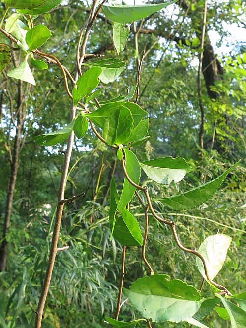 Celastrus flagellaris: Celastrus flagellaris