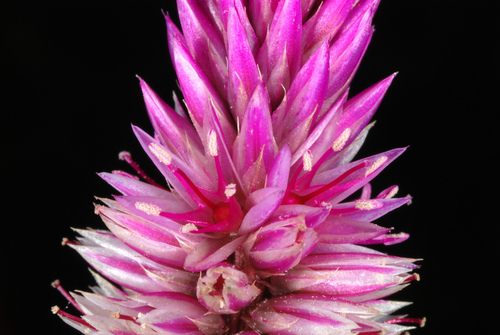 Silver cock's comb (Celosia argentea)
