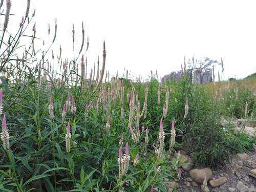 Silver cock's comb (Celosia argentea)