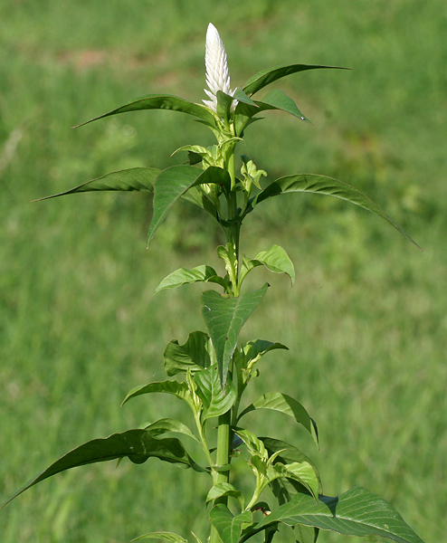 Silver cock's comb: Celosia argentea - Silver-spiked cockscomb, Plumed cockscomb, Kombada, Silver Cockscomb, Flamingo Feathers, Wheat Celosia • Marathi: कुरडू Kurdu- in Hyderabad ,