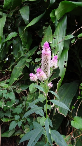 Silver cock's comb (Celosia argentea)