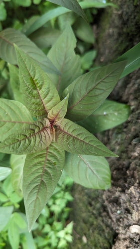 Silver cock's comb (Celosia argentea)