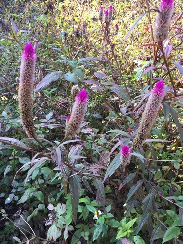 Silver cock's comb (Celosia argentea)