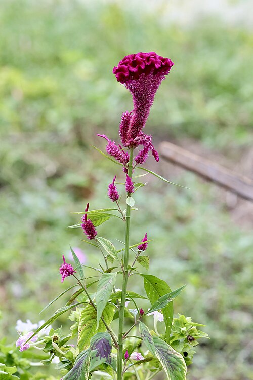 Silver cock's comb: Celosia argentea in Seria, Brunei.