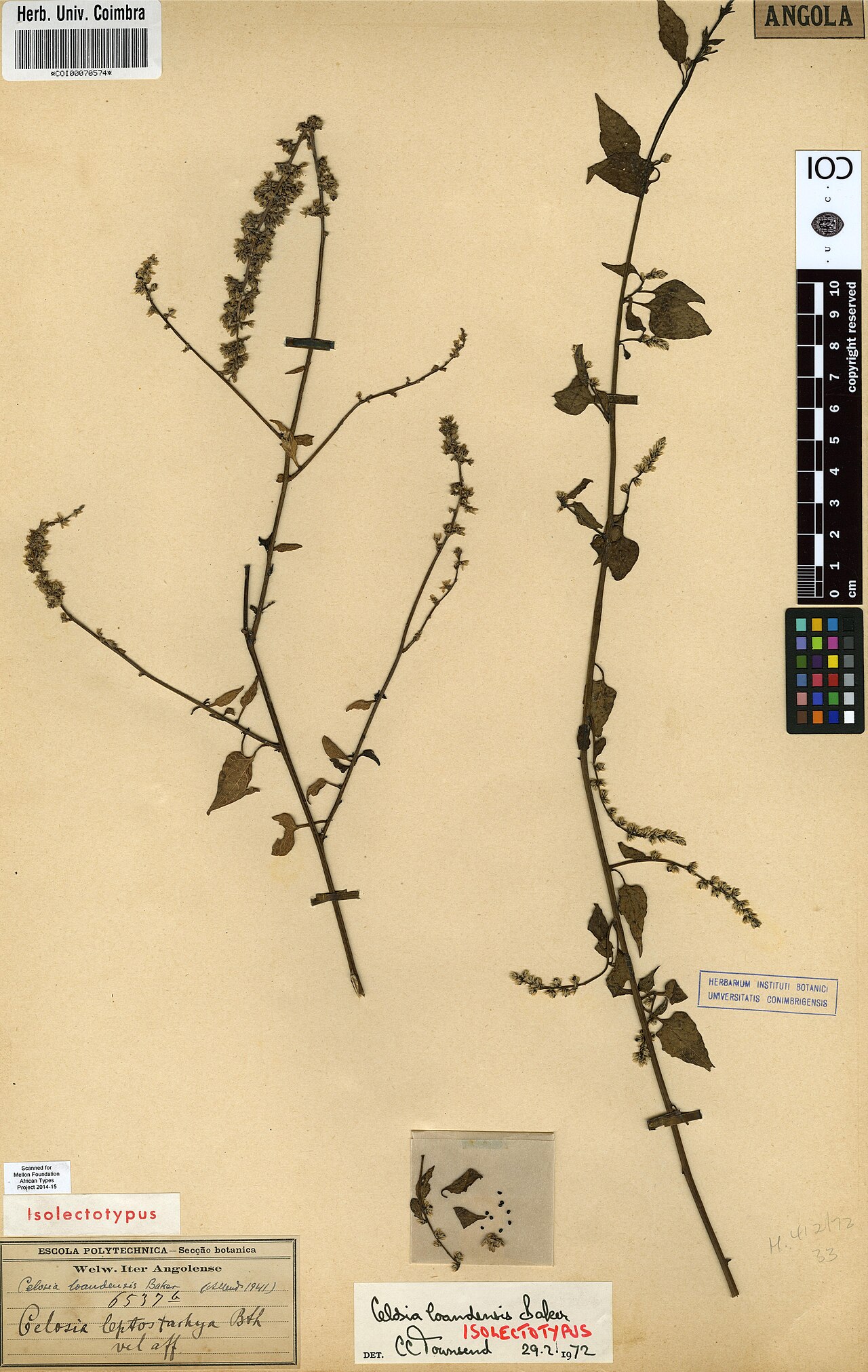 Celosia loandensis: Photograph of Isolectotype of Celosia loandensis at Herbarium of the University of Coimbra, Portugal (COI). Specimen COI00070574. http://coicatalogue.uc.pt/spec