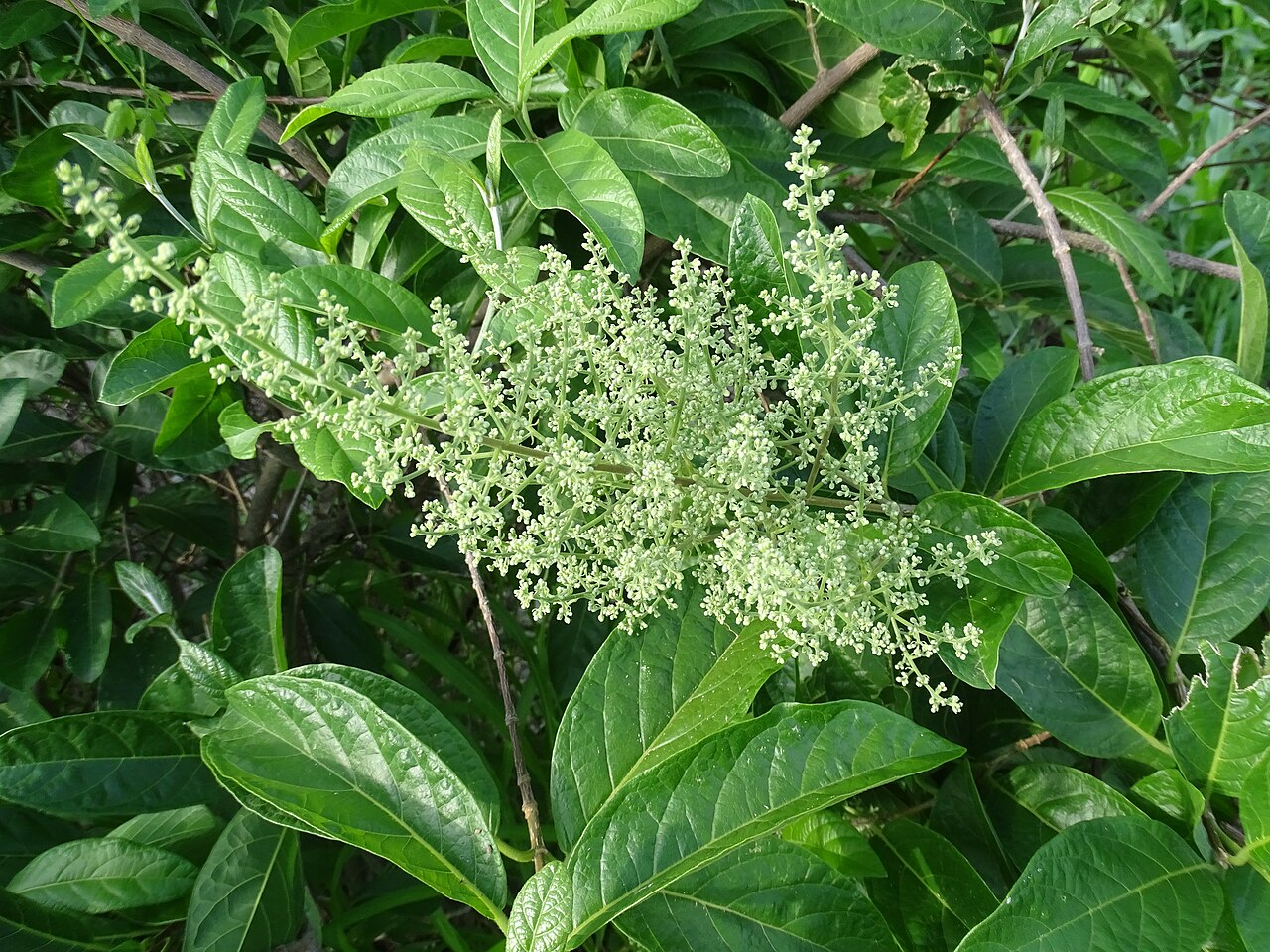 Celosia monosperma: Lagrezia monosperma. Species of plant.