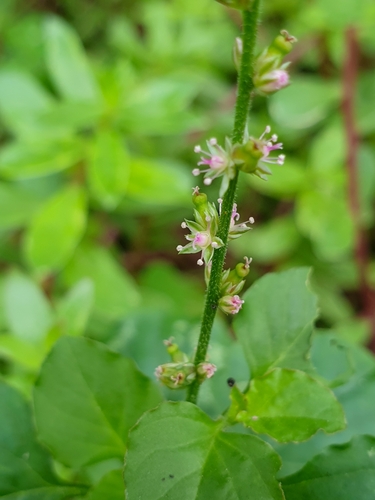 Lophoxera polygonoides (Celosia polygonoides)
