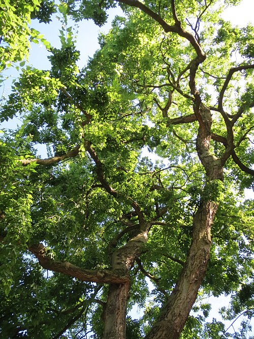European hackberry: Europäischer Zürgelbaum ( Celtis australis ) im Adenauerpark