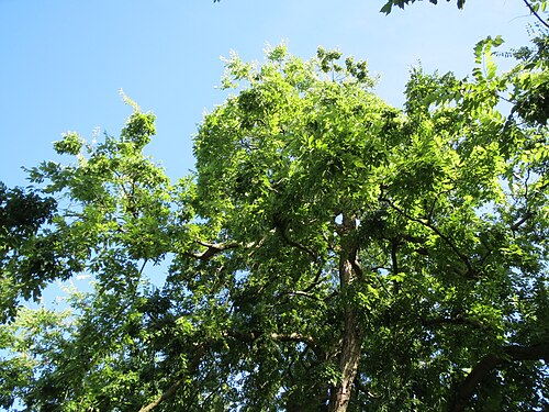 European hackberry: Europäischer Zürgelbaum ( Celtis australis ) im Adenauerpark