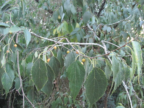 European hackberry (Celtis australis)