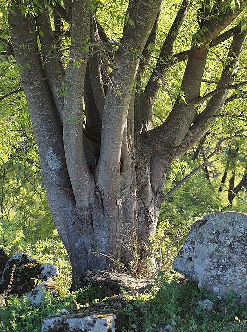 European hackberry: Almez u hojaranzo ( Celtis australis ). Losar de la Vera ( Cáceres , España ).