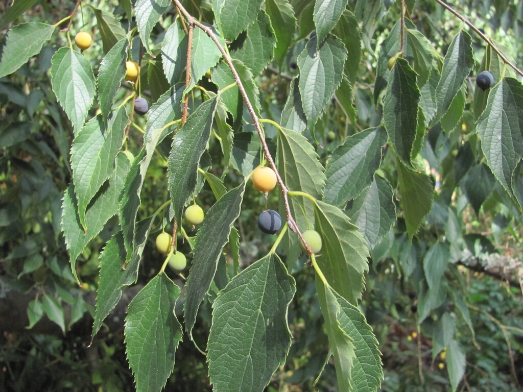 European hackberry (Celtis australis)