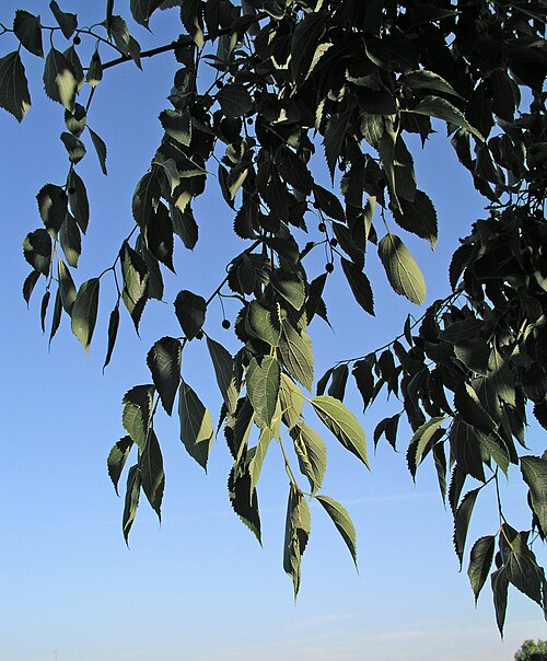 European hackberry: Almez ( Celtis australis ). Entre el parque del Oeste y el parque de La Bombilla. Madrid.