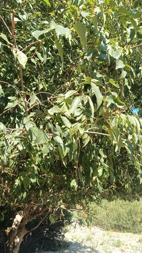 European hackberry (Celtis australis)