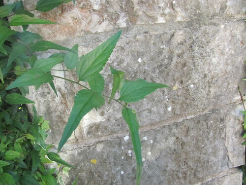 European hackberry (Celtis australis)