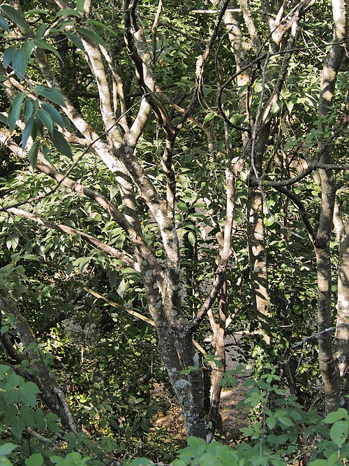 European hackberry: Celtis australis , almez, detalles de la corteza y la ramificación. Garganta del Vadillo, Losar de la Vera ( Cáceres , España ).