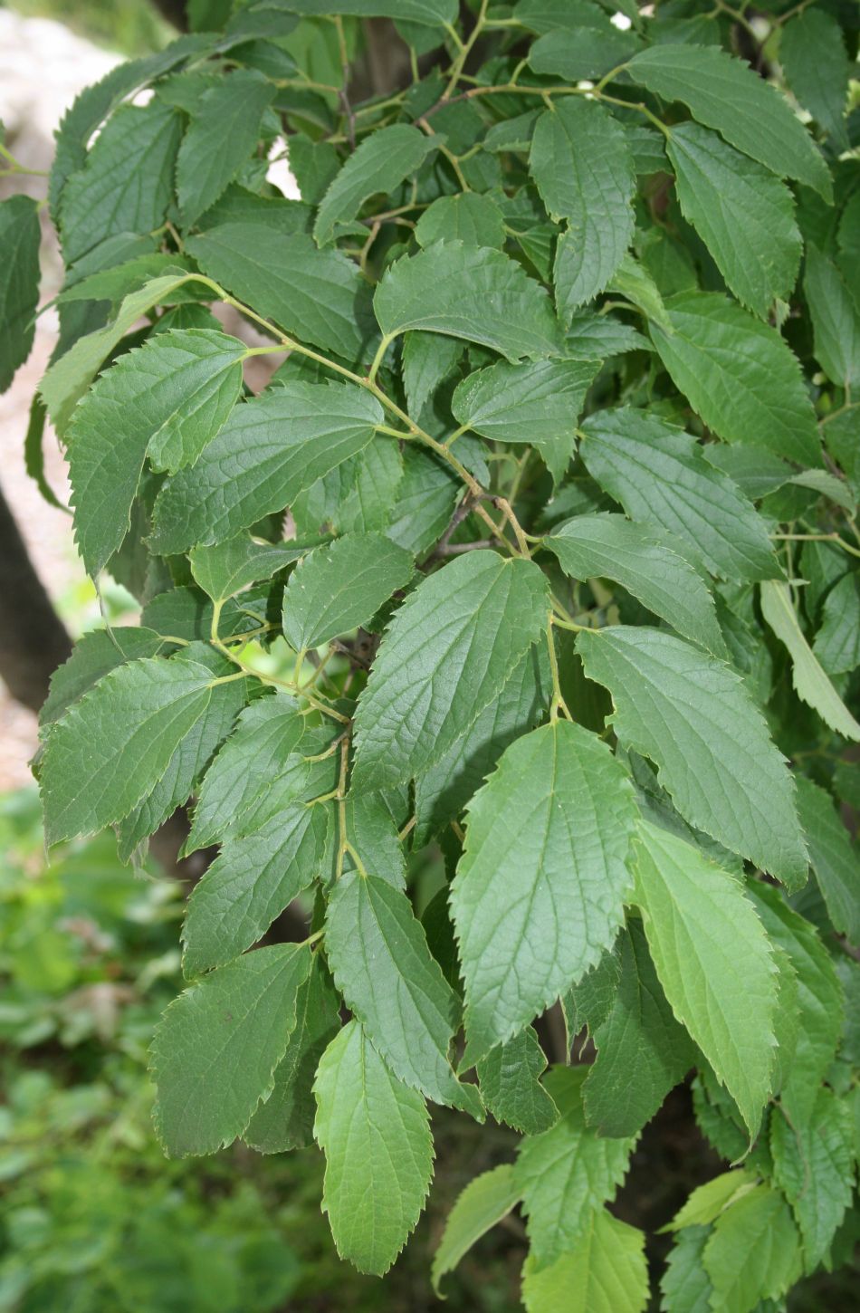 European hackberry: Celtis australis , Hanfgewächse (Cannabaceae) - Italien/Italia/Italy: Friuli-Venezia Giulia, Prov. Trieste, Rilkeweg/Sentiero Rilke von Sistiana nach Duino