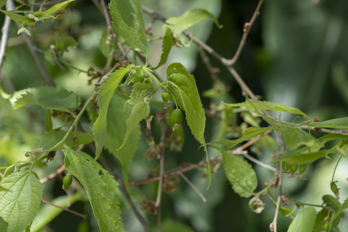 European hackberry (Celtis australis)