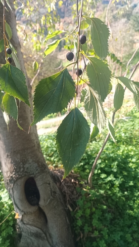 European hackberry (Celtis australis)