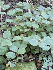 Korean hackberry (Celtis koraiensis)
