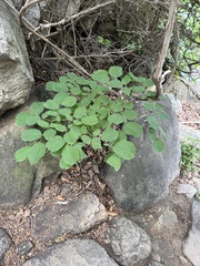 Korean hackberry (Celtis koraiensis)