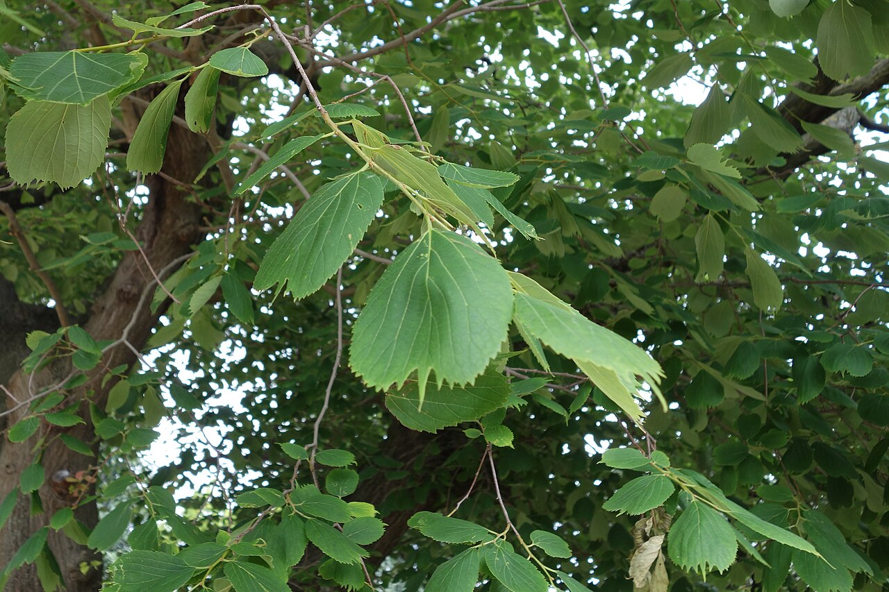 Korean hackberry: Celtis koraiensis; Serres des Jardins d'Auteuil