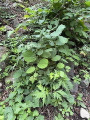 Korean hackberry (Celtis koraiensis)