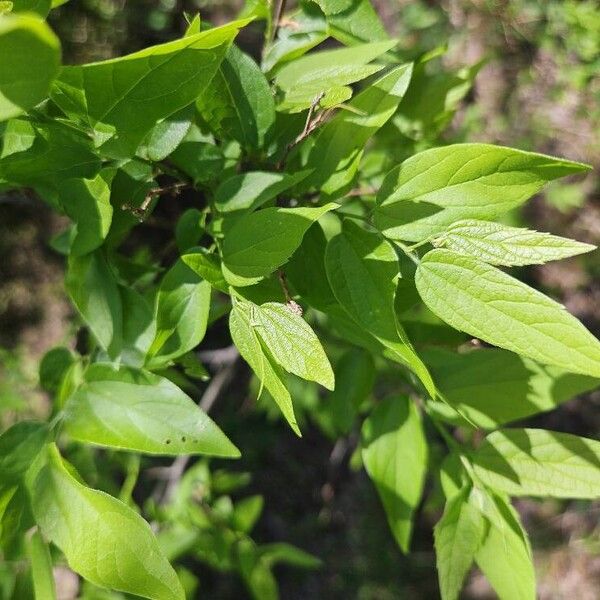 Sugarberry (Celtis laevigata)