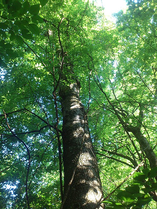 Sugarberry: Celtis Laevigata, Southeastern Louisiana.