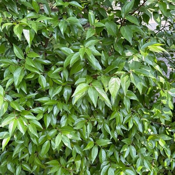 Sugarberry (Celtis laevigata)