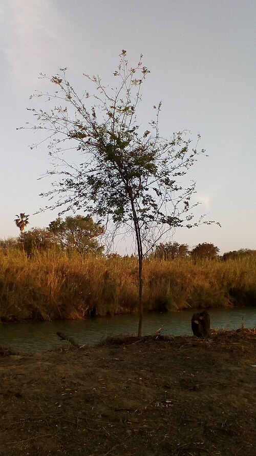 Sugarberry: Young sugarberry tree (Celtis laevigata) on the Mexican side by the Rio Grande River (near Matamoros). The American side can be seen beyond the river.