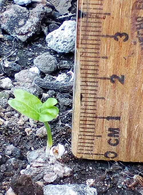 Sugarberry: Week-old sugarberry or hackberry sapling (Celtis laevigata). Notice the original seed near the base.