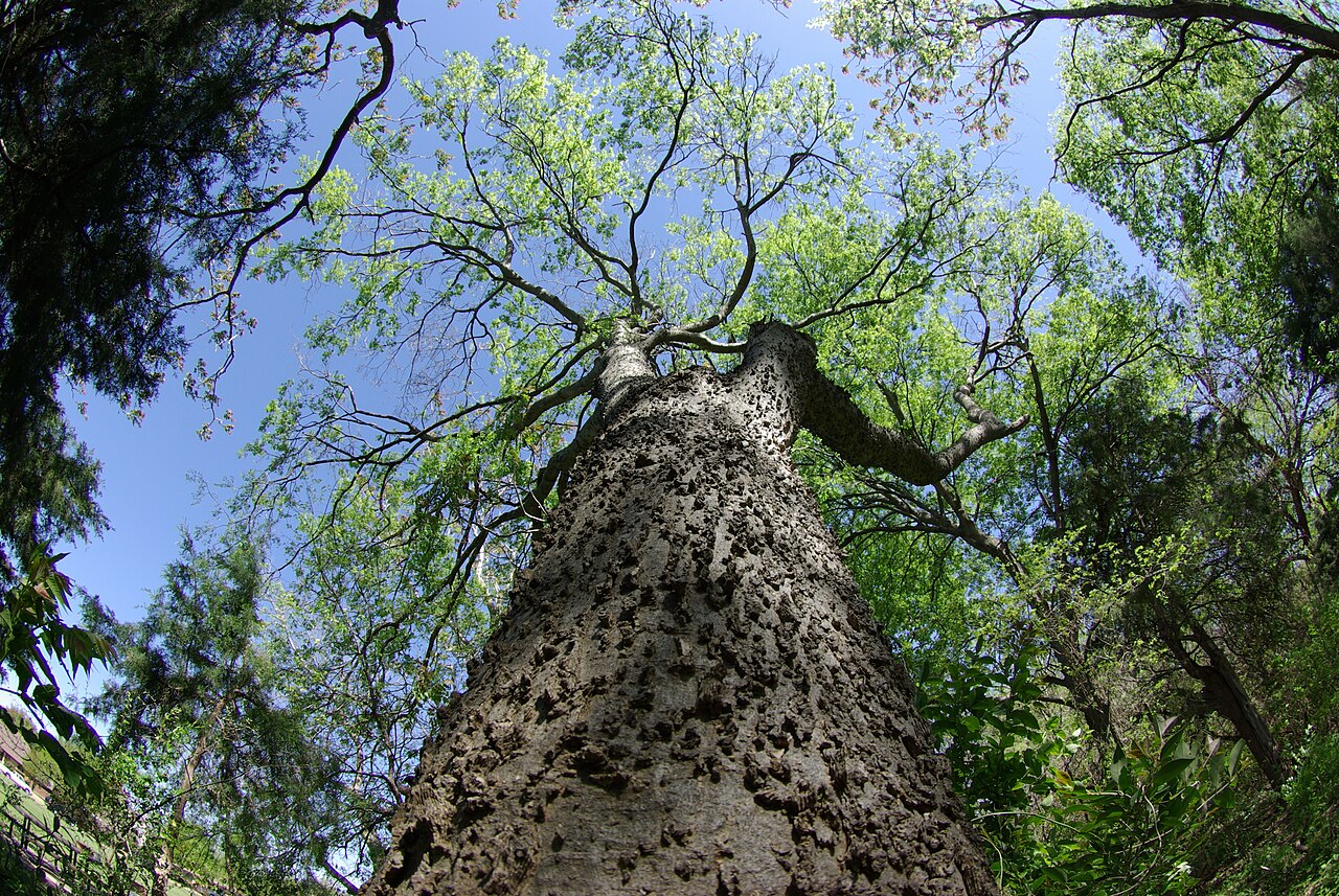 Sugarberry: Sugarberry (Celtis laevigata) in Crowley Park, Richardson, Texas.