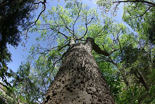 Sugarberry: Sugarberry (Celtis laevigata) in Crowley Park, Richardson, Texas.