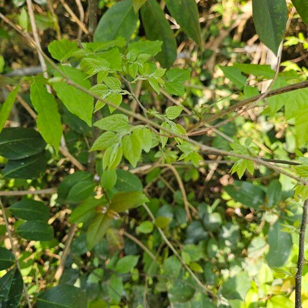 Sugarberry (Celtis laevigata)