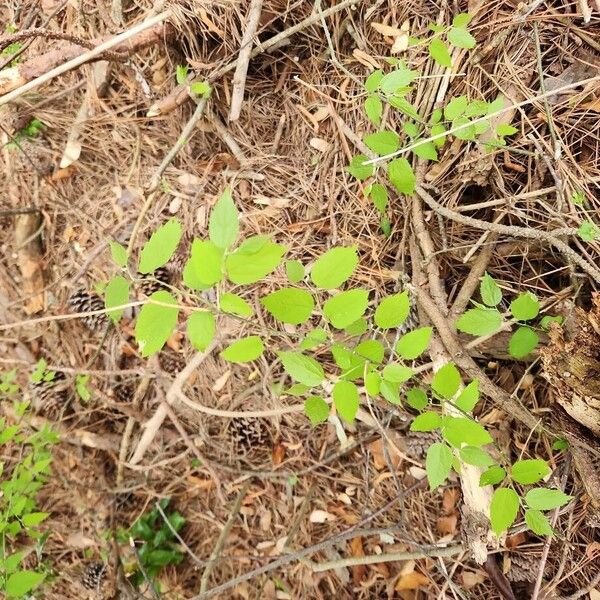 Sugarberry (Celtis laevigata)