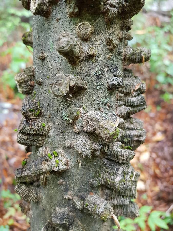 Sugarberry: Celtis laevigata, hackberry, bark