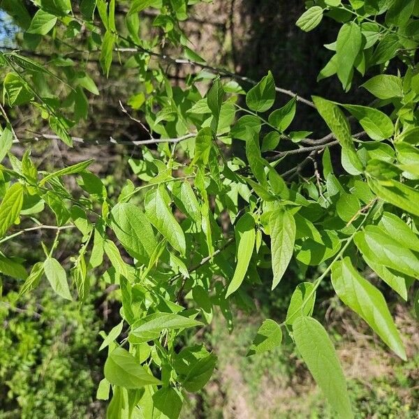 Sugarberry (Celtis laevigata)