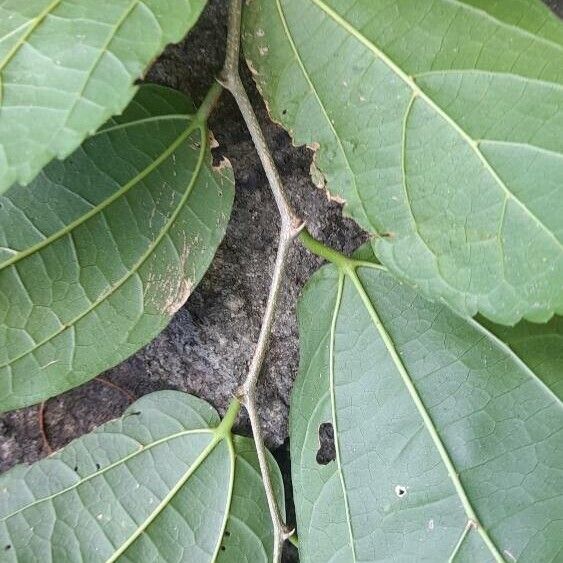 Celtis punctata (Celtis punctata)
