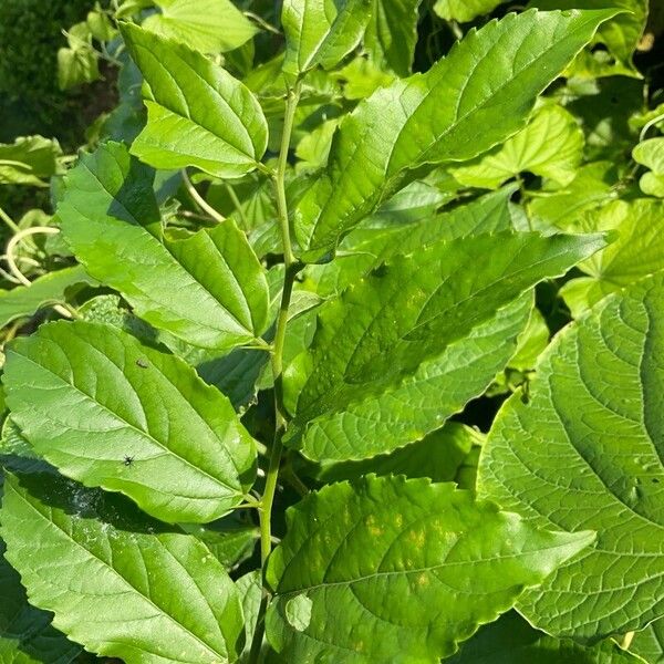 Celtis punctata (Celtis punctata)