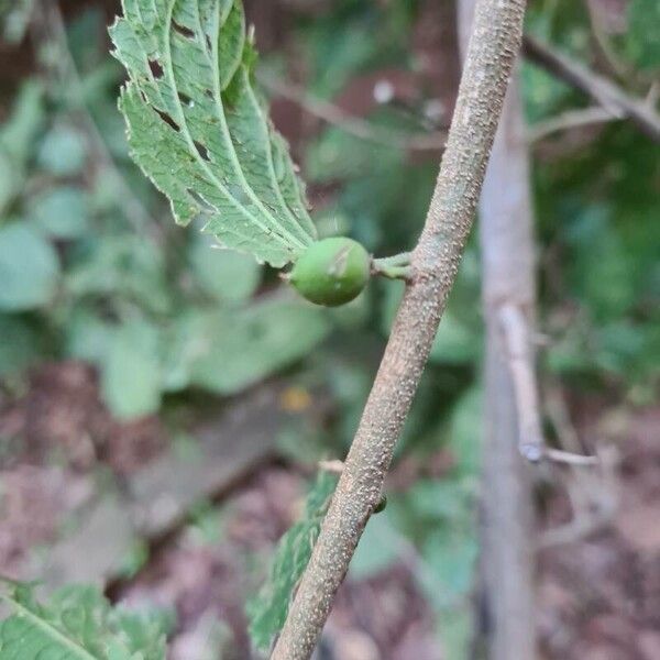 Celtis punctata (Celtis punctata)