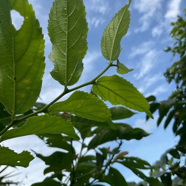 Celtis punctata (Celtis punctata)