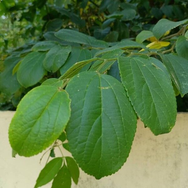 Celtis punctata (Celtis punctata)