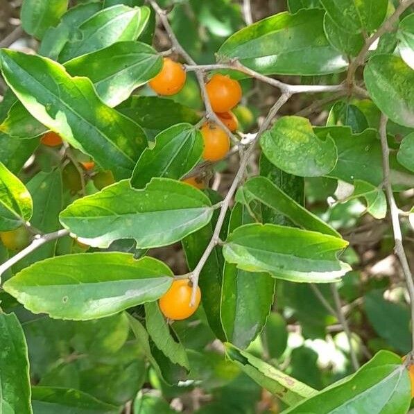 Celtis punctata (Celtis punctata)