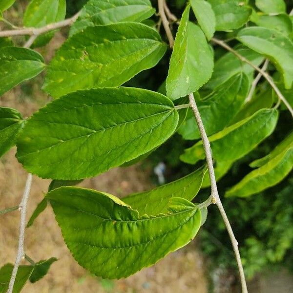 Celtis punctata (Celtis punctata)
