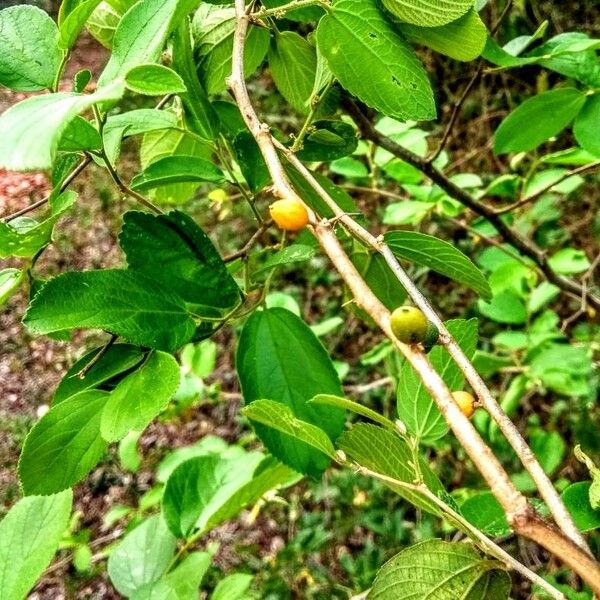 Celtis punctata (Celtis punctata)