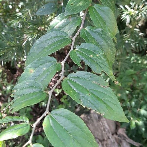 Celtis punctata (Celtis punctata)