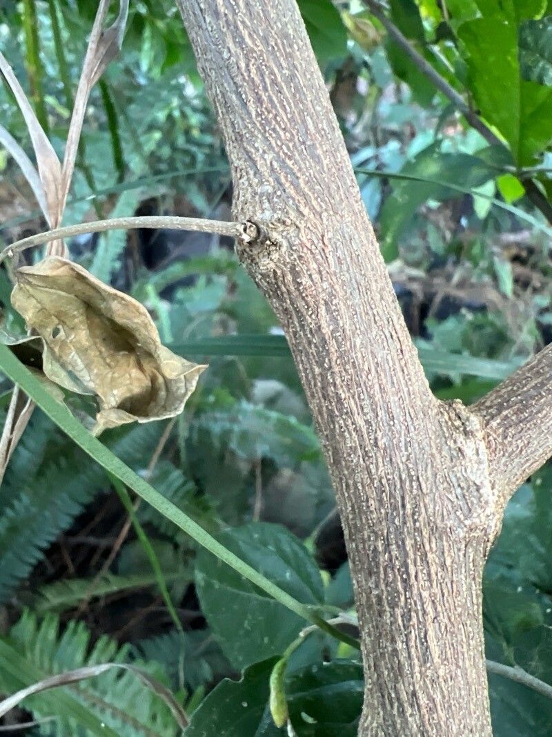 Celtis punctata (Celtis punctata)
