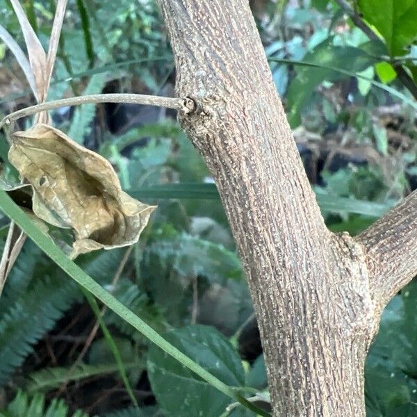 Celtis punctata (Celtis punctata)
